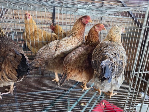 4 X FARM CHICKEN ROOSTER S. MOKONYAMA (Per animal to take the lot)