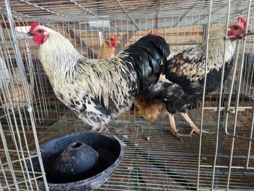 2 X FARM CHICKEN ROOSTER S. MOKONYAMA (Per animal to take the lot)