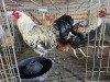 2 X FARM CHICKEN ROOSTER S. MOKONYAMA (Per animal to take the lot)