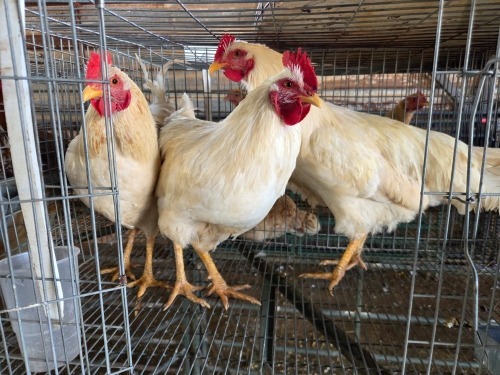 3 X FARM CHICKEN ROOSTER S. MOKONYAMA (Per animal to take the lot)