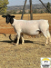 1x DORPER OOI/EWE Tiegerpoort Dorper Stoet STOET