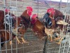 5 X BOSVELDER ROOSTER S. MOKONYAMA (Per animal to take the lot)