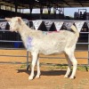 1 X SAANEN CROSS DOE ZAGROS GOATS