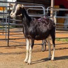 1 X BRITISH ALPINE DOE ZAGROS GOATS