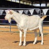 1 X SAANEN GOAT BUCK ZAGROS GOATS