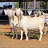 2 X SAANEN CROSS DOE ZAGROS GOATS (Per animal to take the lot)