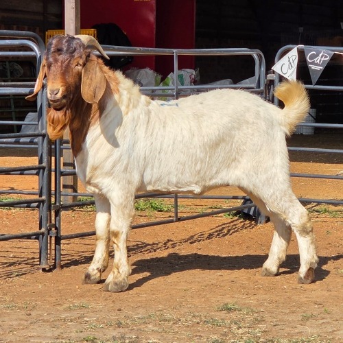 1 X BOERBOK BUCK DARIUS JANSEN