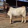 1 X BOERBOK BUCK VICTOR SABUTI