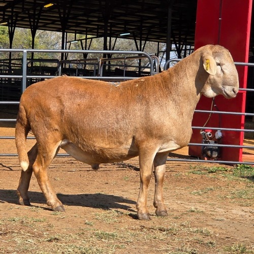 1 X MEATMASTER RAM VICTOR SABUTI