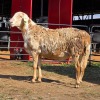 1 X MEATMASTER RAM VICTOR SABUTI