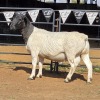 1 X DORPERS RAM DKG AGRICULTURAL & CO