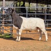 1 X DORPERS RAM DKG AGRICULTURAL & CO