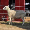 1 X ILE DE FRANCE CROSS EWE DKG AGRICULTURAL & CO