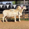 2 X MEATMASTER CROSS EWE DKG AGRICULTURAL & CO (Per animal to take the lot)