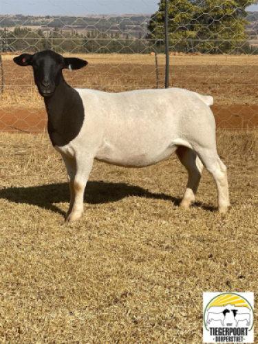 1x DORPER OOI/EWE Tiegerpoort Dorper Stoet KUDDE