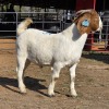 1 X BOERBOK BUCK ELROI TRADING