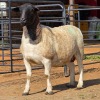 1 X DORPERS EWE DKG AGRICULTURAL & CO