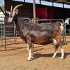 1 X BRITISH ALPINE DOE ZAGROS GOATS