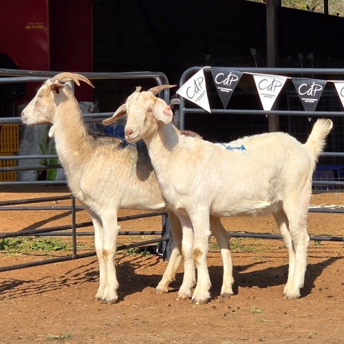 2 X SAANEN DOE ZAGROS GOATS (Per animal to take the lot)