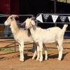 2 X SAANEN DOE ZAGROS GOATS (Per animal to take the lot)