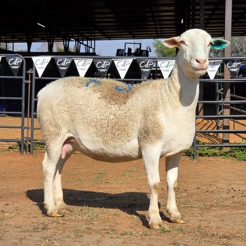 1 X WIT DORPER CROSS EWE DKG AGRICULTURAL & CO