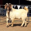 1 X BOERBOK BUCK ULUBA (PTY) LTD)