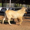 1 X SAVANNA BUCK ULUBA (PTY) LTD)