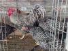 5 X KOEKOEK ROOSTER & HEN FYNDRAAI HOENDERS (Per animal to take the lot)