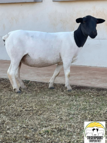 1x DORPER OOI/EWE Tiegerpoort Dorper Stoet STOET