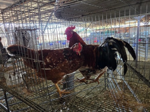 3 X KOEKOEK ROOSTER & HEN S. MOKONYAMA (Per animal to take the lot)
