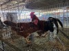 3 X KOEKOEK ROOSTER & HEN S. MOKONYAMA (Per animal to take the lot)