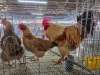 3 X FARM CHICKEN ROOSTER & HEN S. MOKONYAMA (Per animal to take the lot)