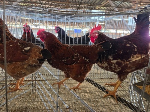 3 X BOSVELDER ROOSTER & HEN S. MOKONYAMA (Per animal to take the lot)