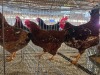 3 X BOSVELDER ROOSTER & HEN S. MOKONYAMA (Per animal to take the lot)
