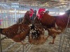 3 X BOSVELDER ROOSTER & HEN S. MOKONYAMA (Per animal to take the lot)