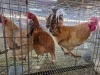 3 X FARM CHICKEN ROOSTER & HEN S. MOKONYAMA (Per animal to take the lot)