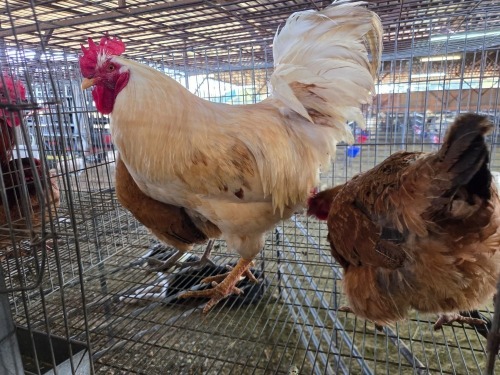3 X FARM CHICKEN ROOSTER & HEN S. MOKONYAMA (Per animal to take the lot)