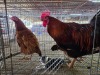 3 X FARM CHICKEN ROOSTER & HEN S. MOKONYAMA (Per animal to take the lot)