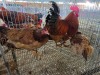 4 X FARM CHICKEN ROOSTER & HEN S. MOKONYAMA (Per animal to take the lot)