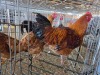 3 X FARM CHICKEN ROOSTER & HEN S. MOKONYAMA (Per animal to take the lot)