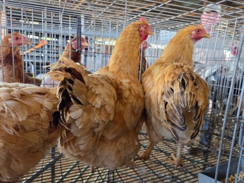 3 X FARM CHICKEN HEN S. MOKONYAMA (Per animal to take the lot)