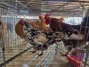 2 X FARM CHICKEN ROOSTER & HEN LIVESTOCK 88 84 (Per animal to take the lot)