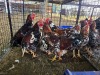 7 X BOSVELDER ROOSTER TIEGERPOORT BOERDERY (Per animal to take the lot)
