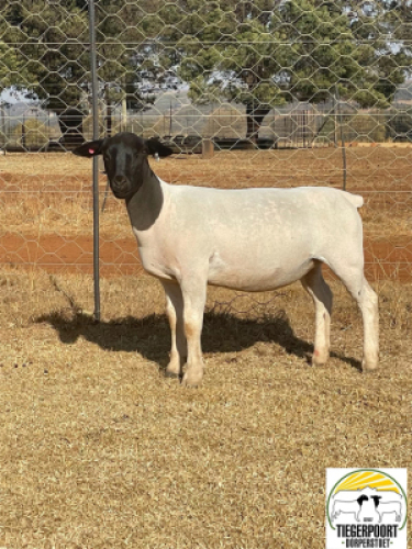 1x DORPER OOI/EWE Tiegerpoort Dorper Stoet STOET