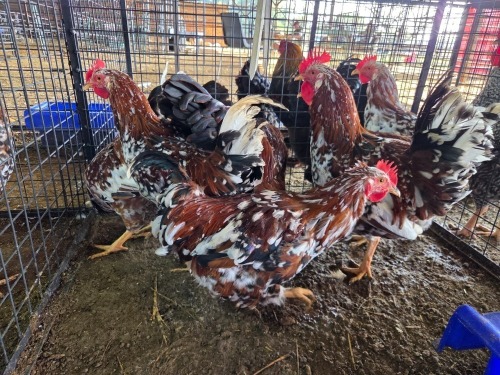 7 X BOSVELDER ROOSTER TIEGERPOORT BOERDERY (Per animal to take the lot)