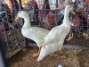 2 X INDIAN RUNNE DUCK ROOSTER & HEN LIVESTOCK 88 84 (Per animal to take the lot)