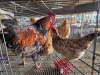 2 X BOSVELDER ROOSTER & HEN LIVESTOCK 88 84 (Per animal to take the lot)