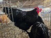 2 X FARM CHICKEN ROOSTER HENQUE 4217 CC (Per animal to take the lot)