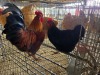 2 X FARM CHICKEN ROOSTER & HEN LIVESTOCK 88 84 (Per animal to take the lot)