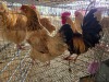 2 X FARM CHICKEN ROOSTER & HEN LIVESTOCK 88 84
